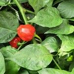 Capsicum chinense Fruto