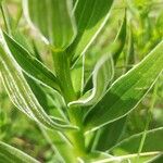 Lilium carniolicum Blad