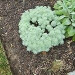 Artemisia schmidtiana Blatt