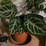 Anthurium crystallinum Hoja