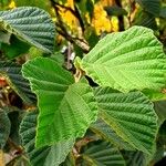 Hamamelis mollisЛіст