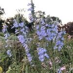 Salvia azurea Flower