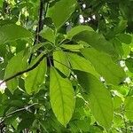 Dendropanax cuneatus Blad