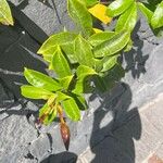 Allamanda cathartica Leaf