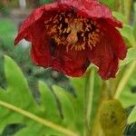 Meconopsis paniculata