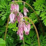 Dicentra formosa 花