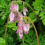 Dicentra formosa Kvet