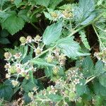 Rubus insectifolius