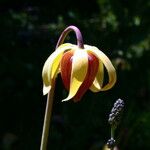 Darlingtonia californica Fleur