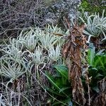 Dudleya densiflora Hábito
