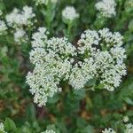 Lepidium drabaFlower