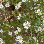 Symphyotrichum ericoides Кветка