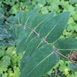 Hypericum grandifolium Lapas