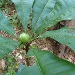 Clavija costaricana Fruit