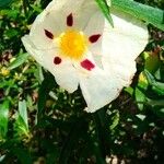 Cistus ladaniferFlower