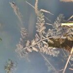 Myriophyllum spicatum Liść