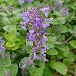 Nepeta grandiflora Flor