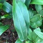 Heliconia psittacorum List