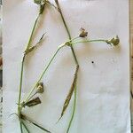 Commelina latifolia Fruto