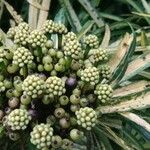 Osmoxylon lineare Fruitua
