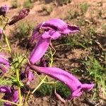 Jacaranda puberula Flor