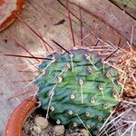 Opuntia polyacantha Листок