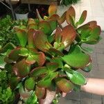 Crassula ovataЛисток