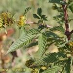 Bidens vulgata Annet