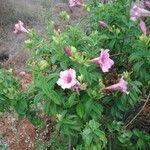 Allamanda blanchetii花