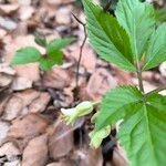 Cardamine enneaphyllos Flower