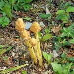 Orobanche flava Flower