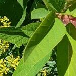 Desmodium canadense Blatt