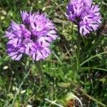 Neotinea tridentata Flower