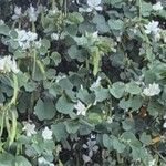 Bauhinia variegata Blatt