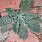 Verbascum boerhavii Feuille