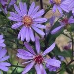 Symphyotrichum cordifolium Квітка