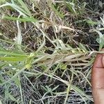 Pigea enneasperma Leaf