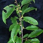 Ilex fragilis