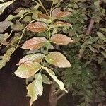 Fraxinus excelsior 葉