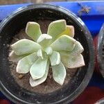 Pachyphytum bracteosum পাতা