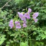 Cardamine raphanifolia Flor