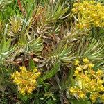 Euphorbia oxyphylla Habit