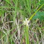 Carex baldensis Flor