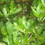 Feretia apodanthera Otro