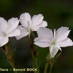 Dianthus furcatus Květ