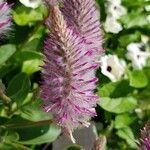 Ptilotus extenuatus Flor