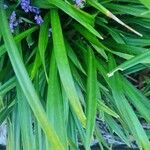 Liriope muscari Leaf
