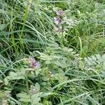 Vicia sepium Habitat