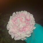Paeonia lactiflora Fiore