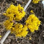 Cornus masFlower